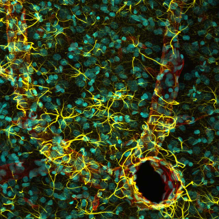 Illustration for article titled The Alien and Eerie Beauty of the Year's Best Microscopic Photos
